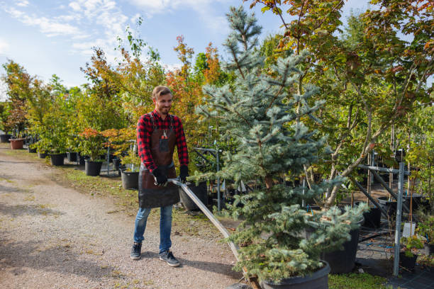 Best Tree and Shrub Care  in Redmond, WA