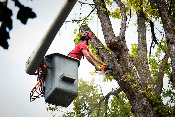 Best Tree Mulching  in Redmond, WA